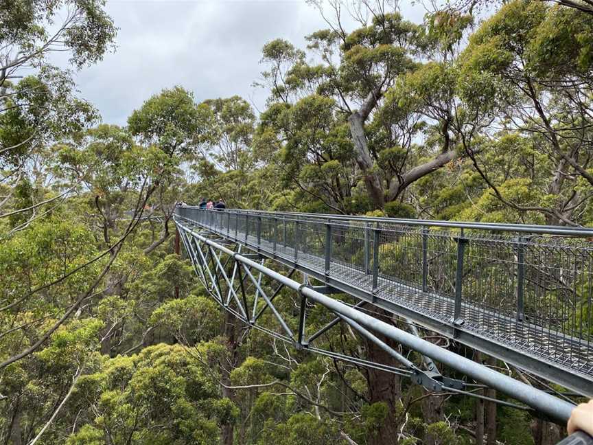 Valley of the Giants Tree Top Walk, Tingledale, WA