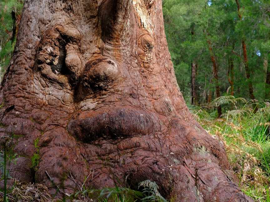 Valley of the Giants Tree Top Walk, Tingledale, WA