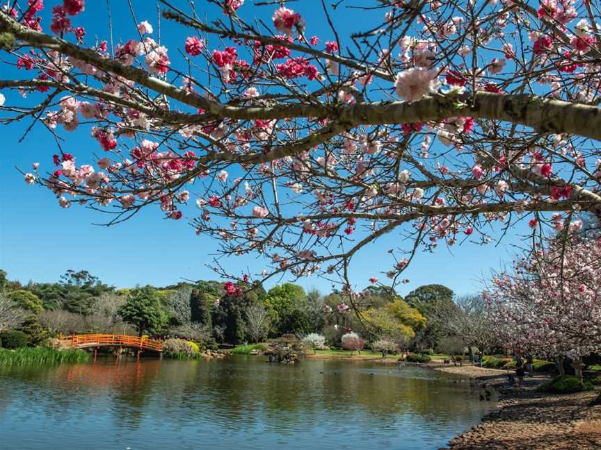 Japanese Gardens USQ QLD, Darling Heights, QLD