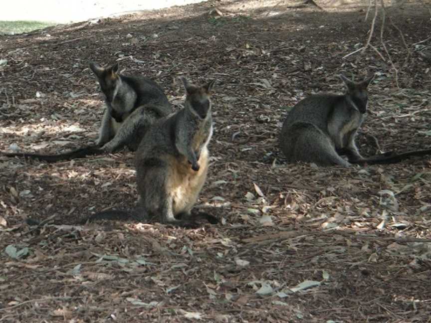 Central Gardens Nature Reserve, Merrylands West, NSW