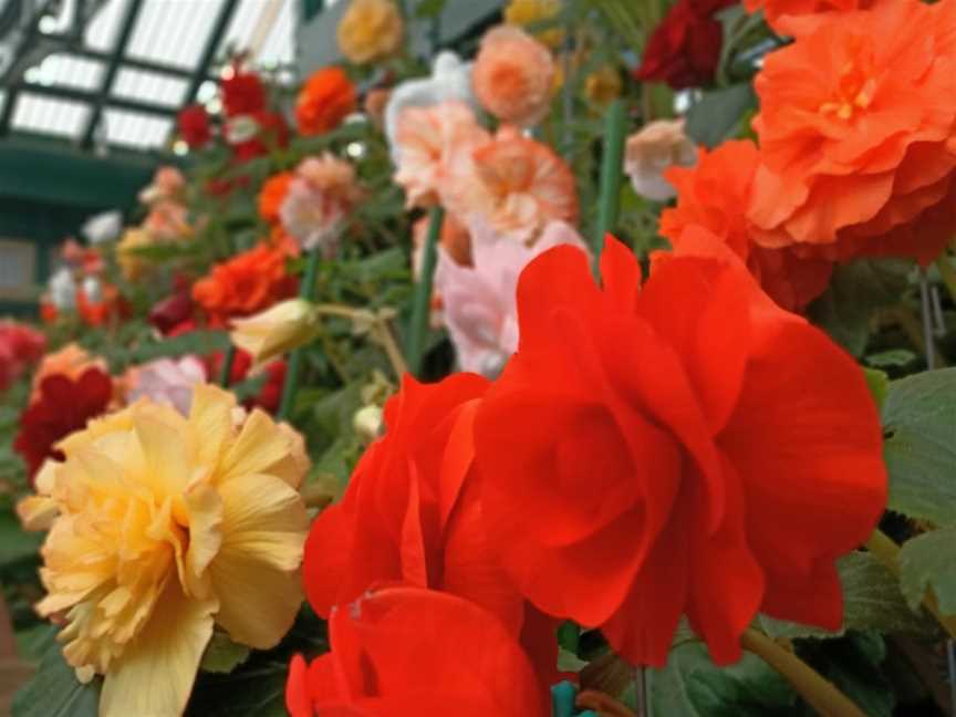 Bathurst Begonia House and Fernery, Bathurst, NSW