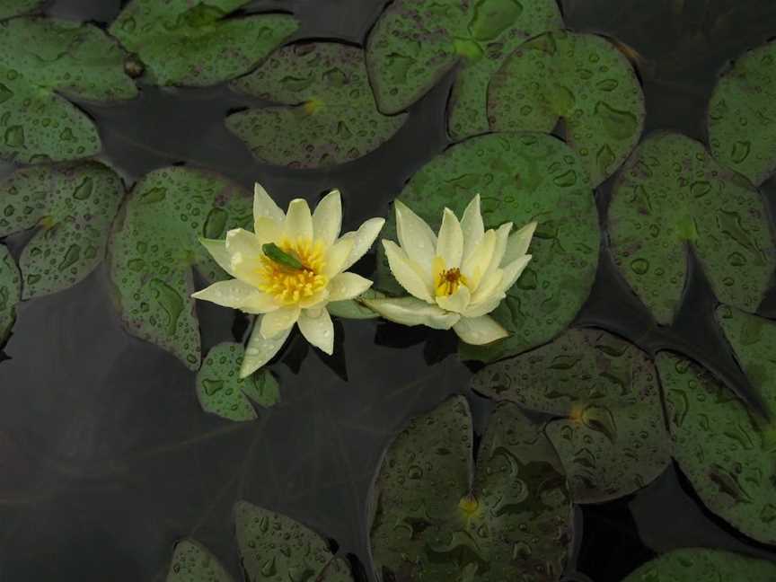 Wallis Creek Water Garden, Mulbring, NSW