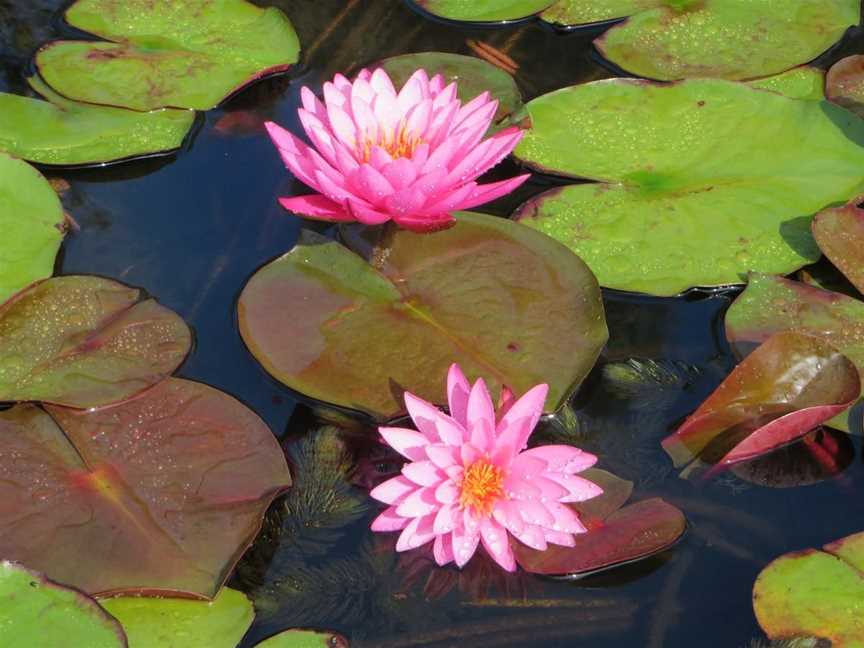 Wallis Creek Water Garden, Mulbring, NSW