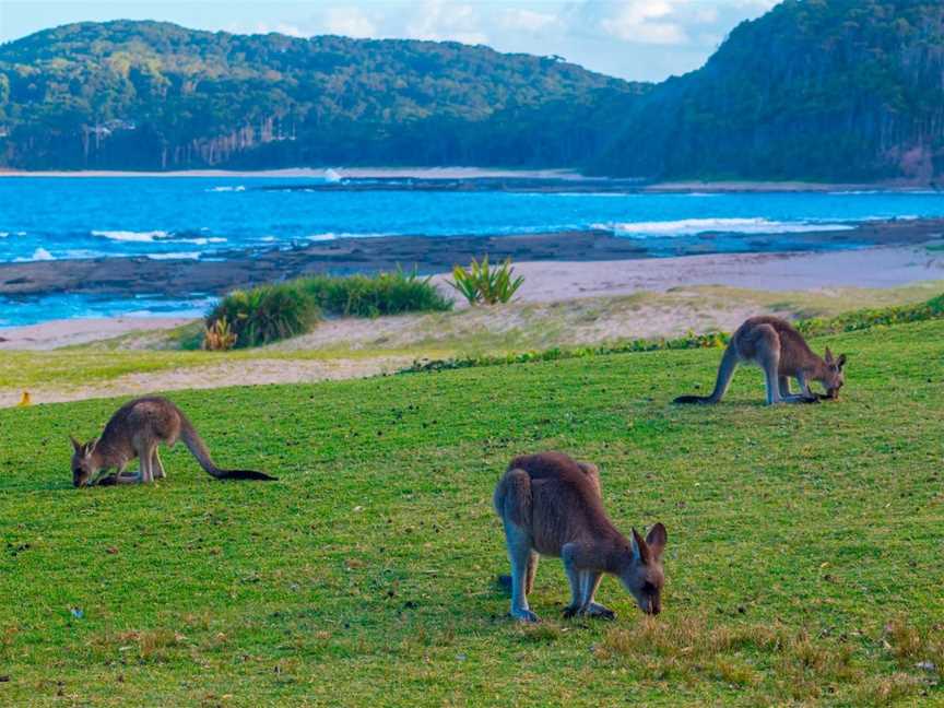 Pebbly Beach, Pebbly Beach, NSW