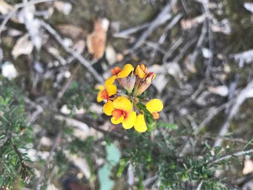 Paddys Ranges State Park, Adelaide Lead, VIC