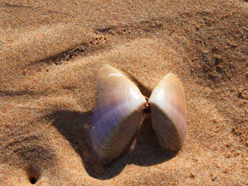 Pippi Beach, Yamba, NSW