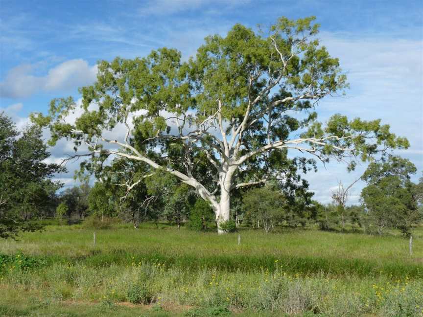 Lloyd-Jones Weir, Barcaldine, QLD