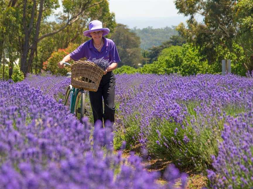 Warratina Lavender Farm, Wandin North, VIC