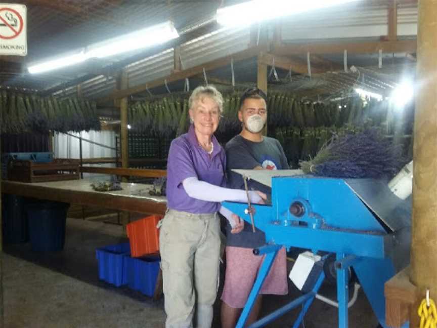 Warratina Lavender Farm, Wandin North, VIC