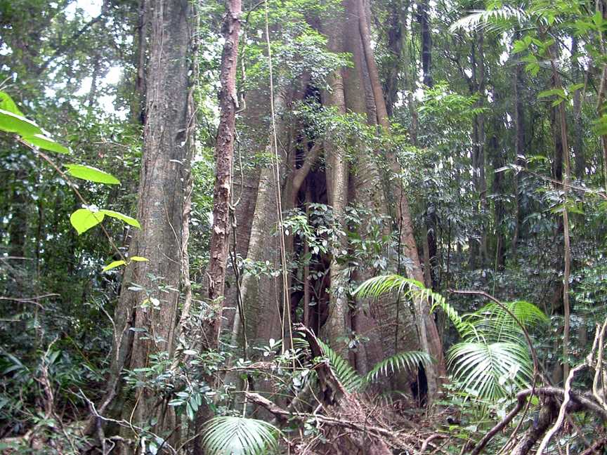 Mary Cairncross Scenic Reserve, Maleny, QLD