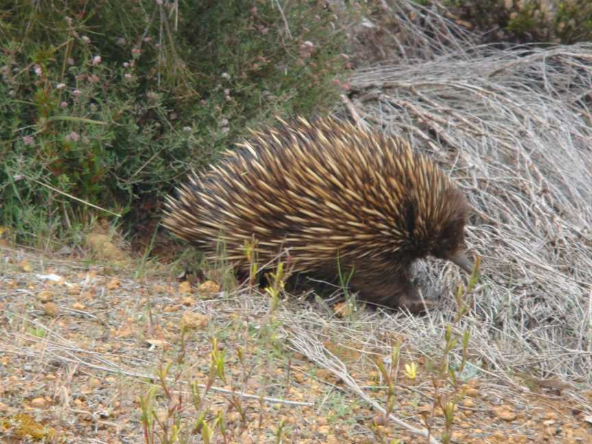 Flinders Chase National Park and Ravine Des Casoars Wilderness Protection Area, Flinders Chase, SA