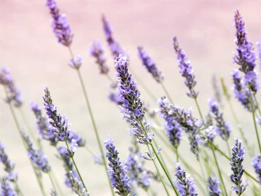 Rustique Lavender Farm, Wagga Wagga, NSW