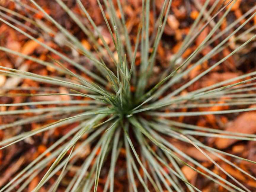 Bush Tucker Garden - Bullawah Cultural Trail, Wangaratta, VIC