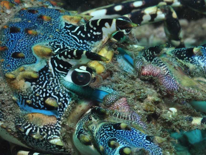 Burkitts Reef Dive Site, Bargara, QLD