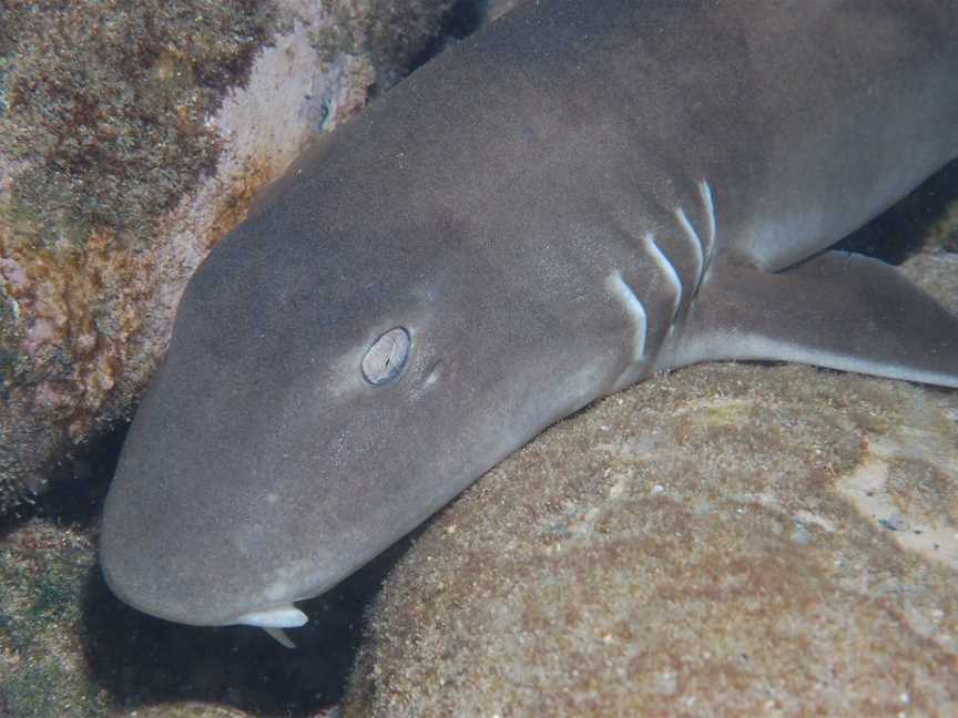 Burkitts Reef Dive Site, Bargara, QLD