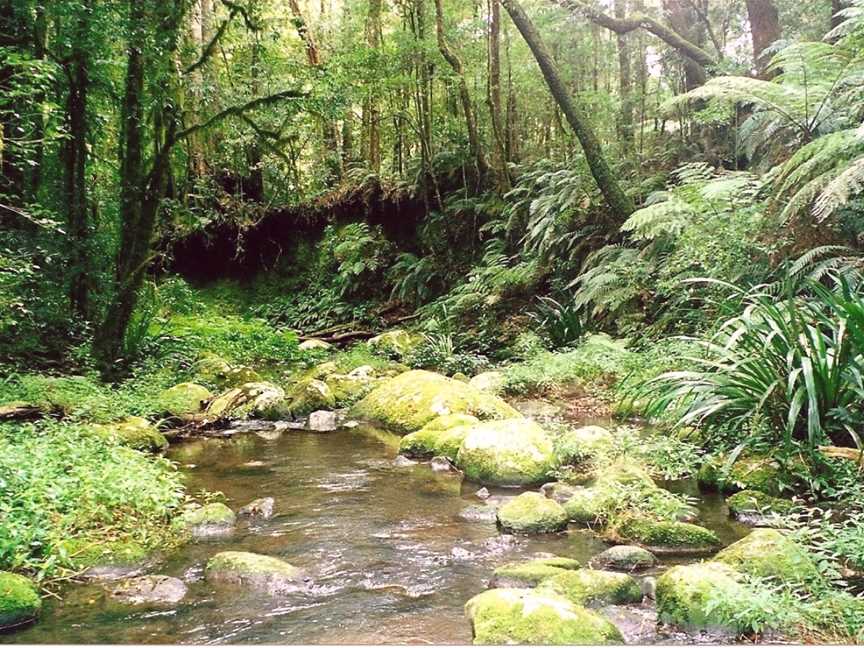 Border Ranges National Park, Cougal, NSW