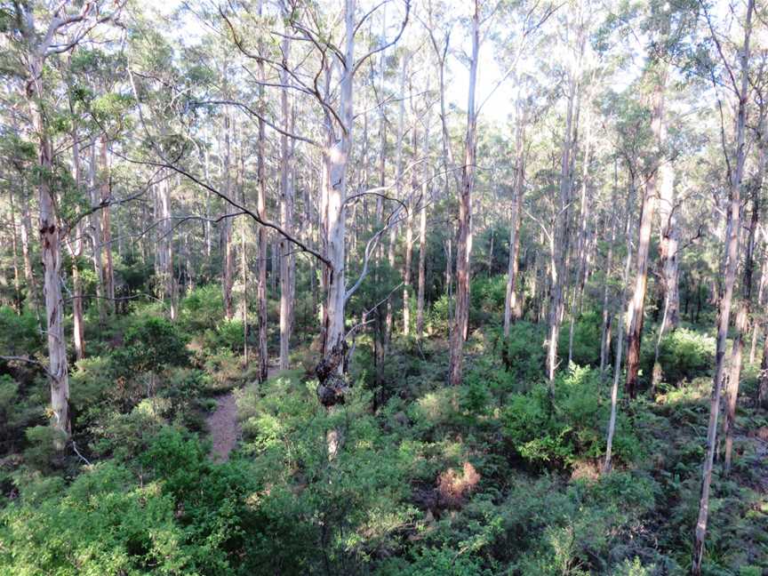 Gloucester National Park, Pemberton, WA