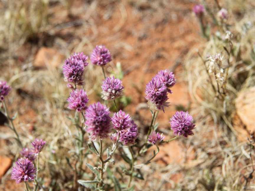 Walpa Gorge Walk, Petermann, NT