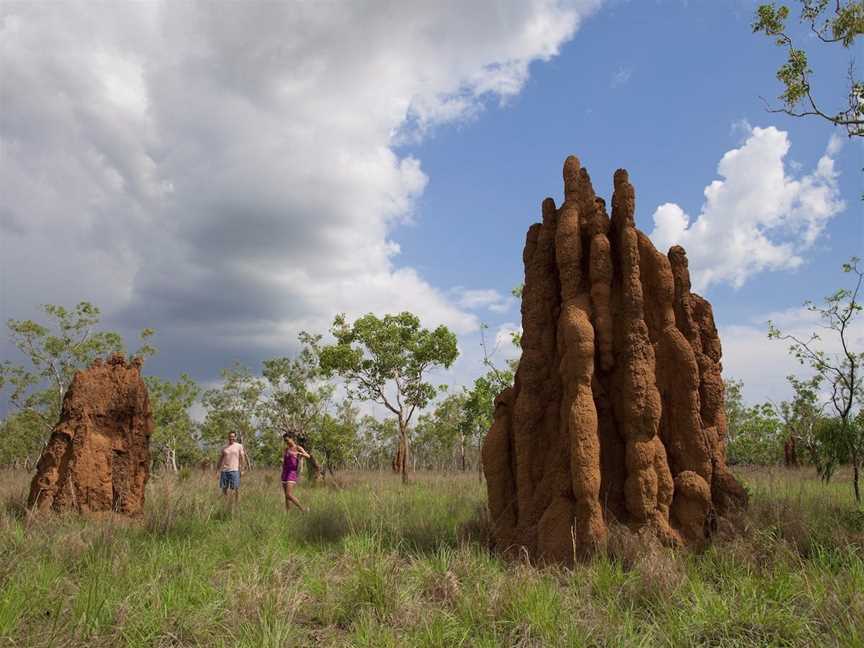 Magnetic Termite Mounds, Batchelor, NT