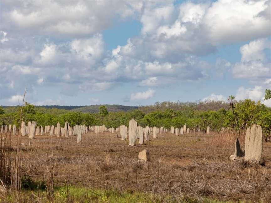 Magnetic Termite Mounds, Batchelor, NT