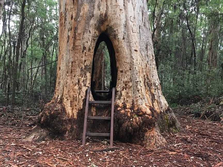 Greater Beedelup National Park, Pemberton, WA