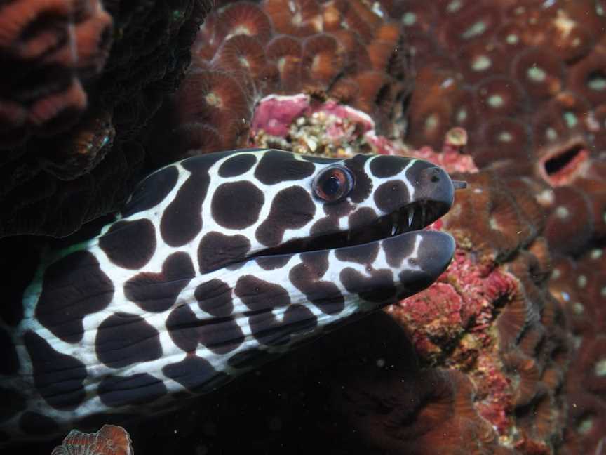 Magic Mountain Dive Site, Mooloolaba, QLD