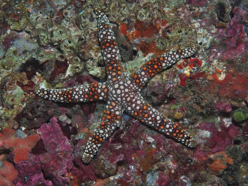 Magic Mountain Dive Site, Mooloolaba, QLD