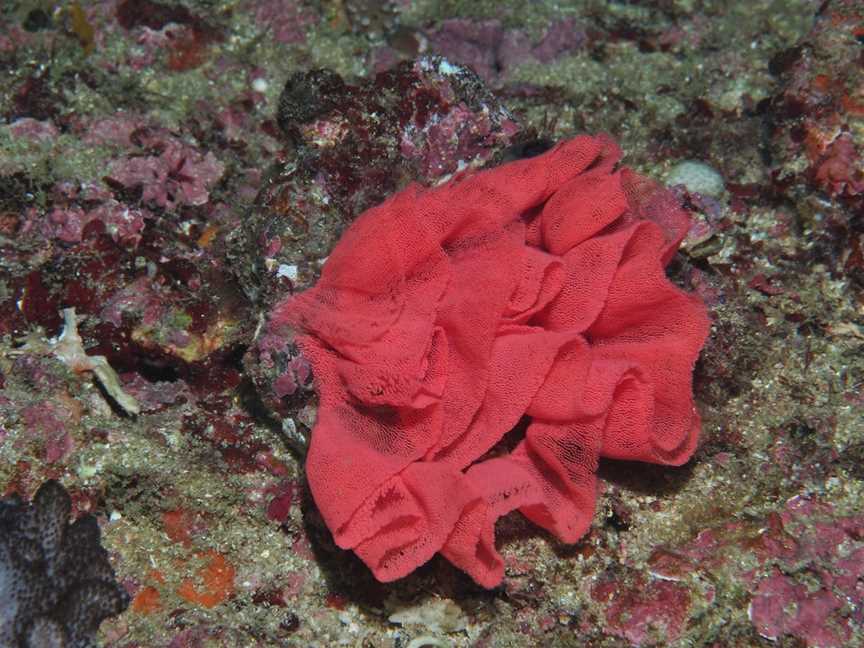 Magic Mountain Dive Site, Mooloolaba, QLD