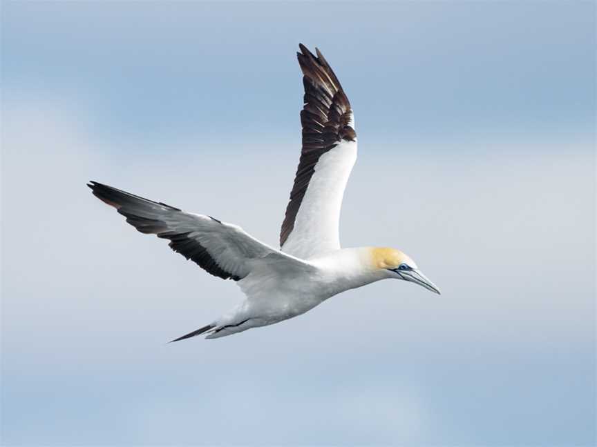 Point Danger Gannet Colony, Portland, VIC