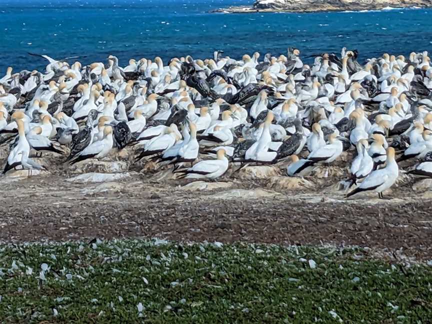 Point Danger Gannet Colony, Portland, VIC