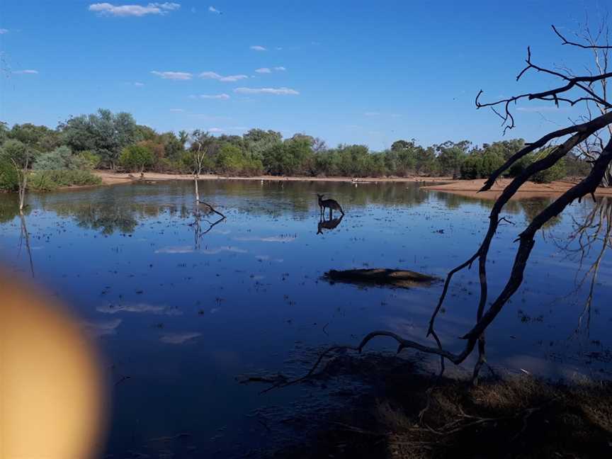 Bowra Sanctuary, Cunnamulla, QLD