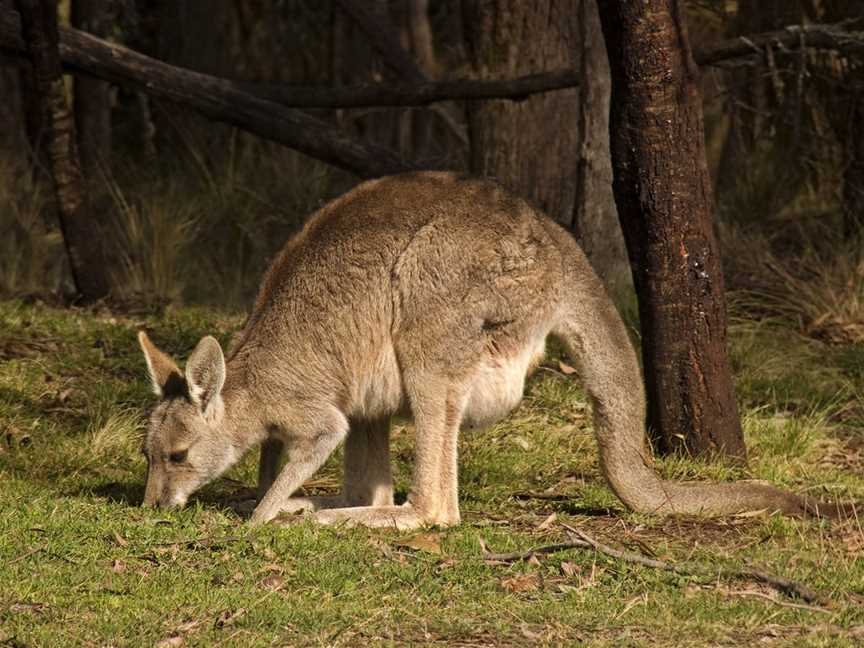 Edithvale-Seaford Wetlands, Seaford, VIC