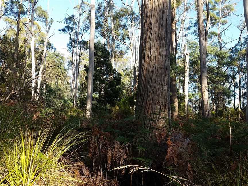 Sykes Sanctuary, Railton, TAS