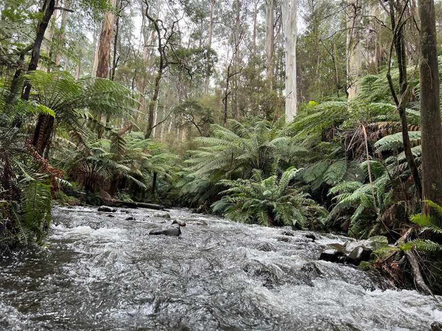 Cement Creek Redwood Forest, East Warburton, VIC