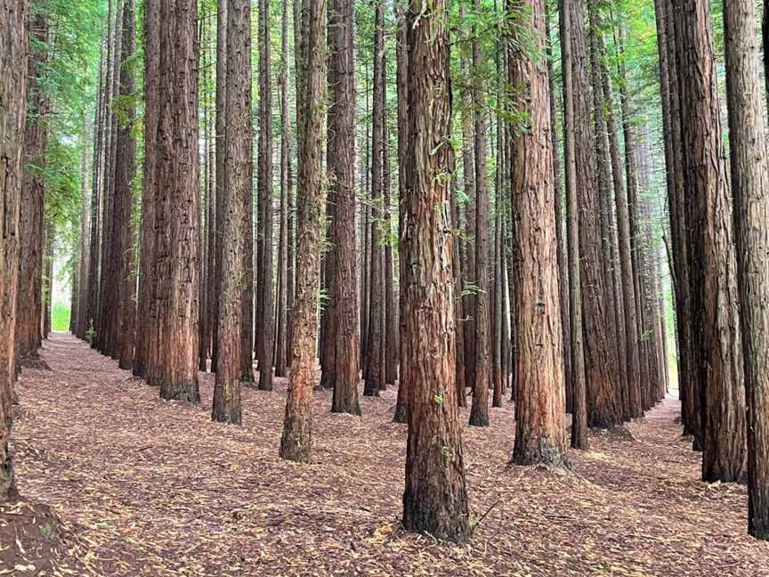 Cement Creek Redwood Forest, East Warburton, VIC