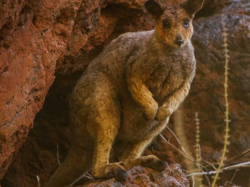 Karijini National Park, Karijini, WA