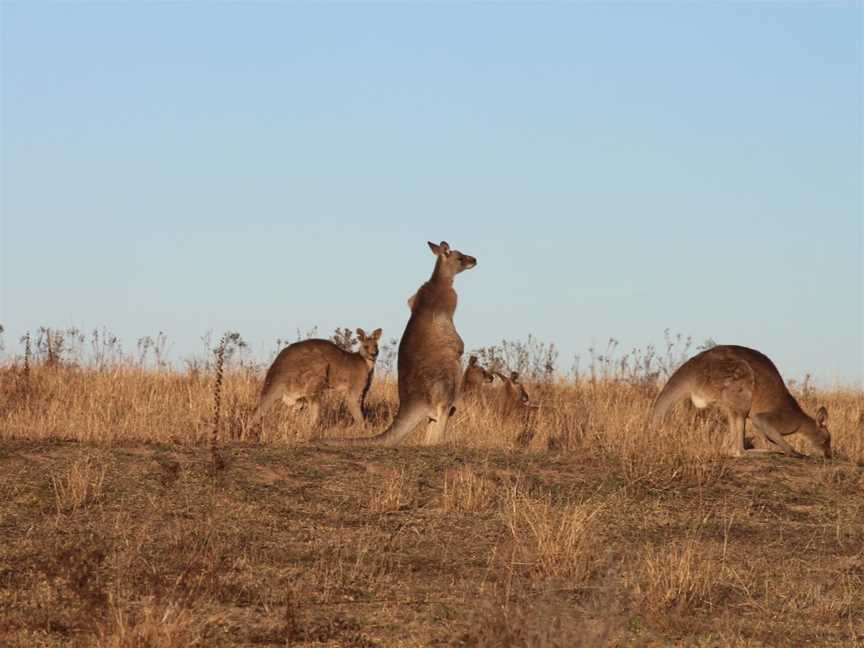 Boundary Road Reserve, Bathurst, NSW