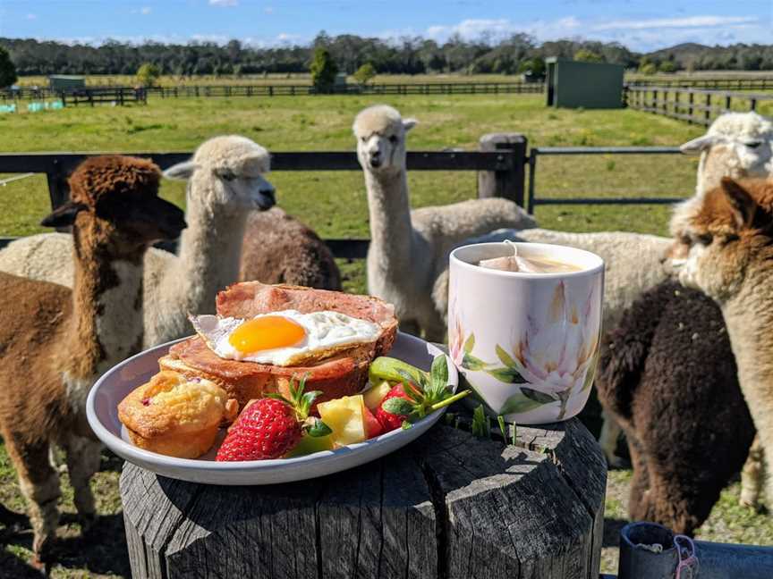 Breakfast with Alpacas