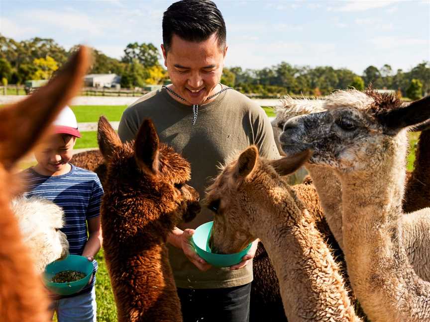 Iris Lodge Alpacas, Tourist attractions in Jilliby