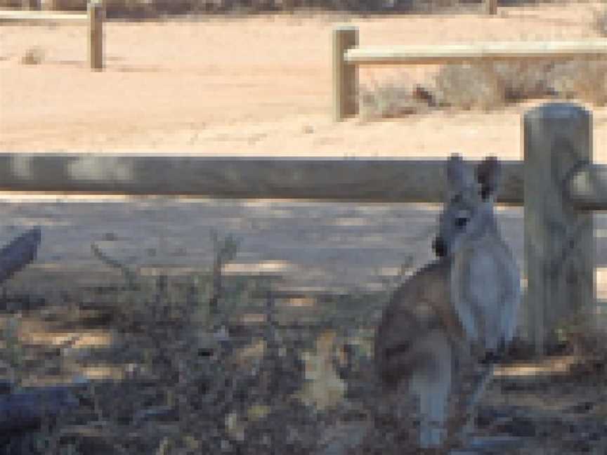 Neds Campground And Day Use Area Campground