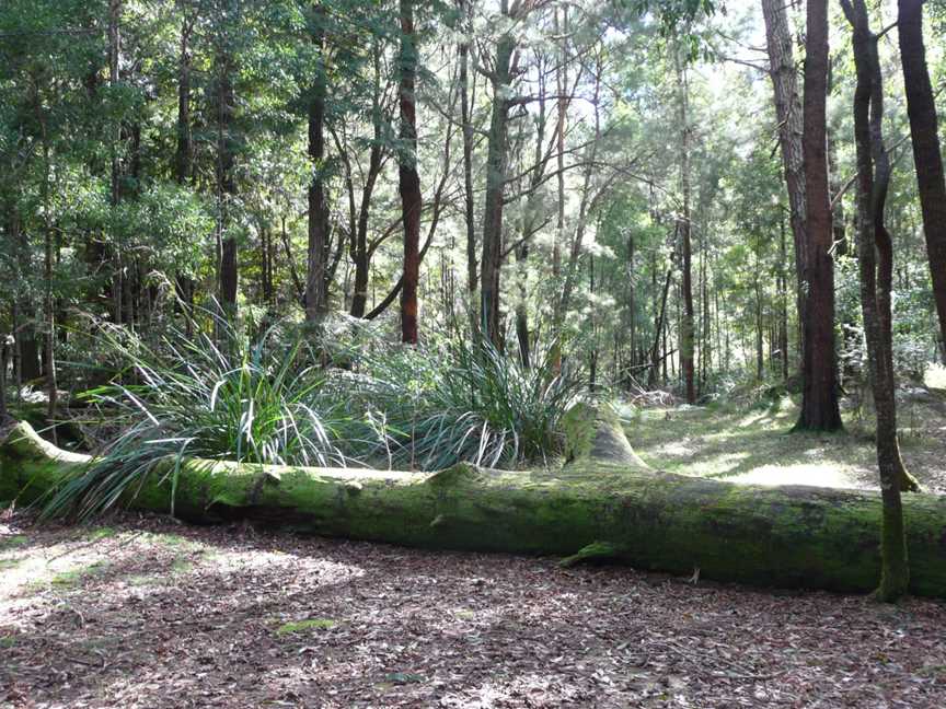 Big Brook Arboretum Campground