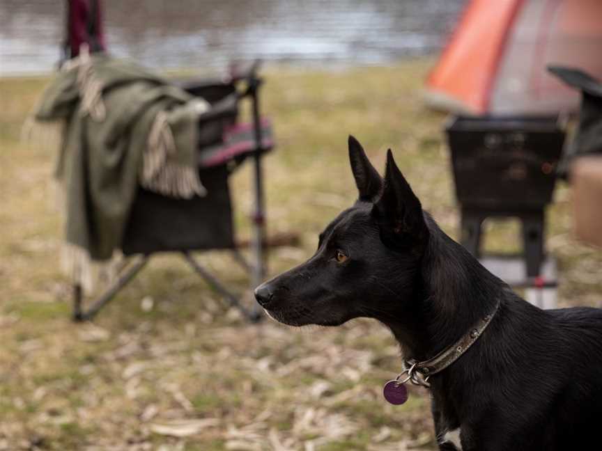 Cudgegong River is dog-friendly