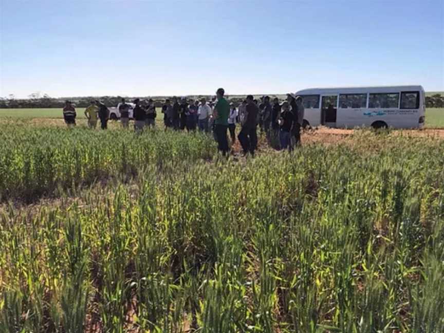 Morawa Farm Improvement Group, Social clubs in Morawa