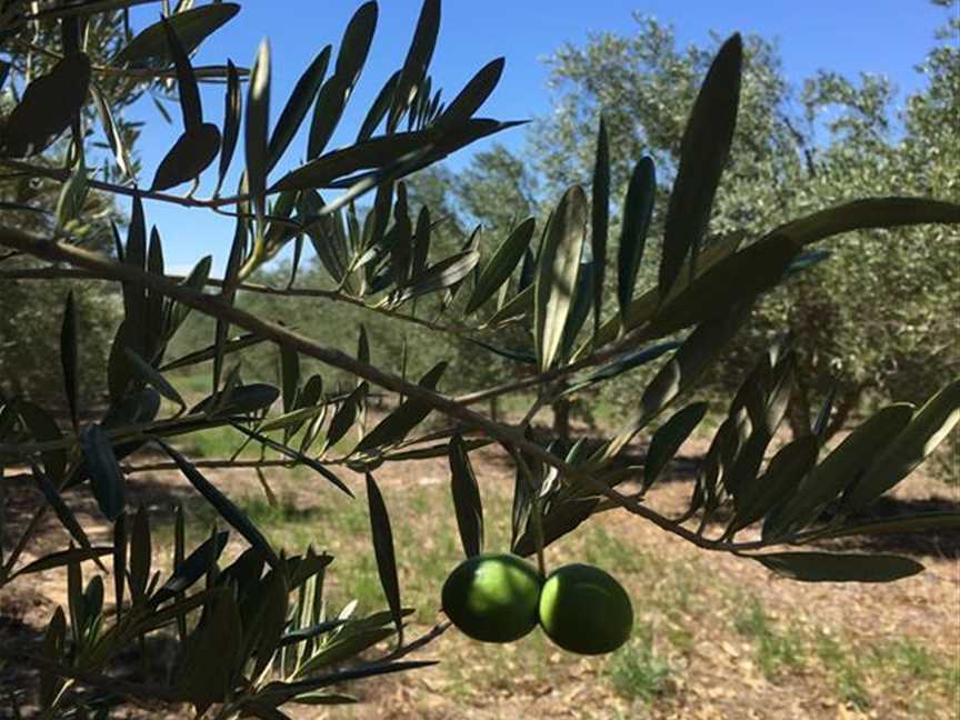 Jumanga Olive Grove, Food & drink in Carabooda