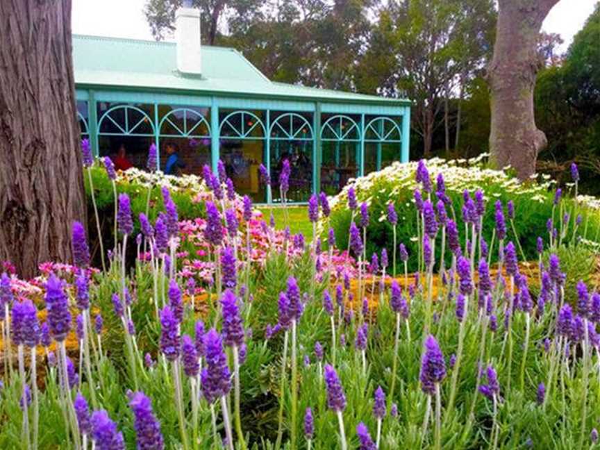 Cape Lavender Tea House, Food & drink in Yallingup