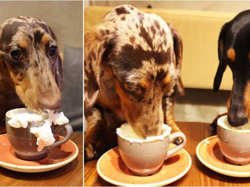 FurBaby Cafe, Food & drink in Western Australia