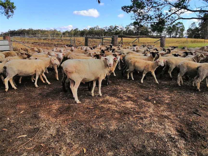 Denmark Grass Fed Lamb, Food & drink in Denmark-town