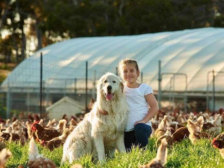 Katie Joy's Free Range Eggs, Food & drink in Kojonup