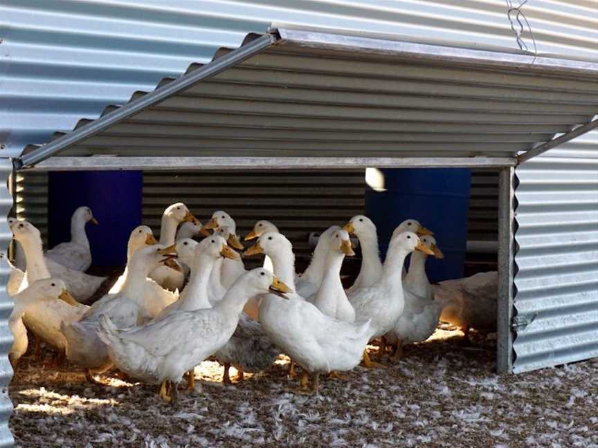 Wagin Duck and Game, Food & drink in Wagin