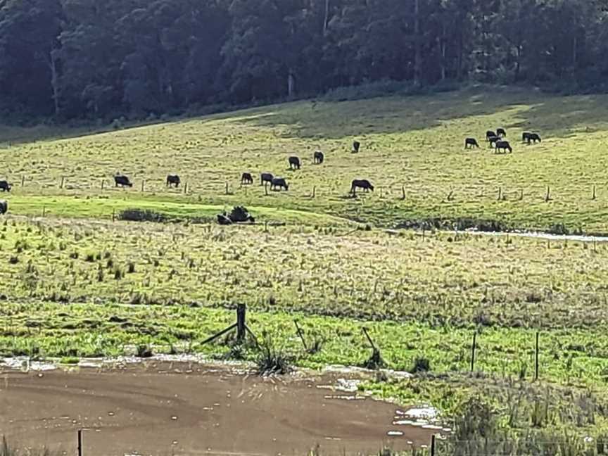 Eungai Creek Buffalo, Tamban, NSW